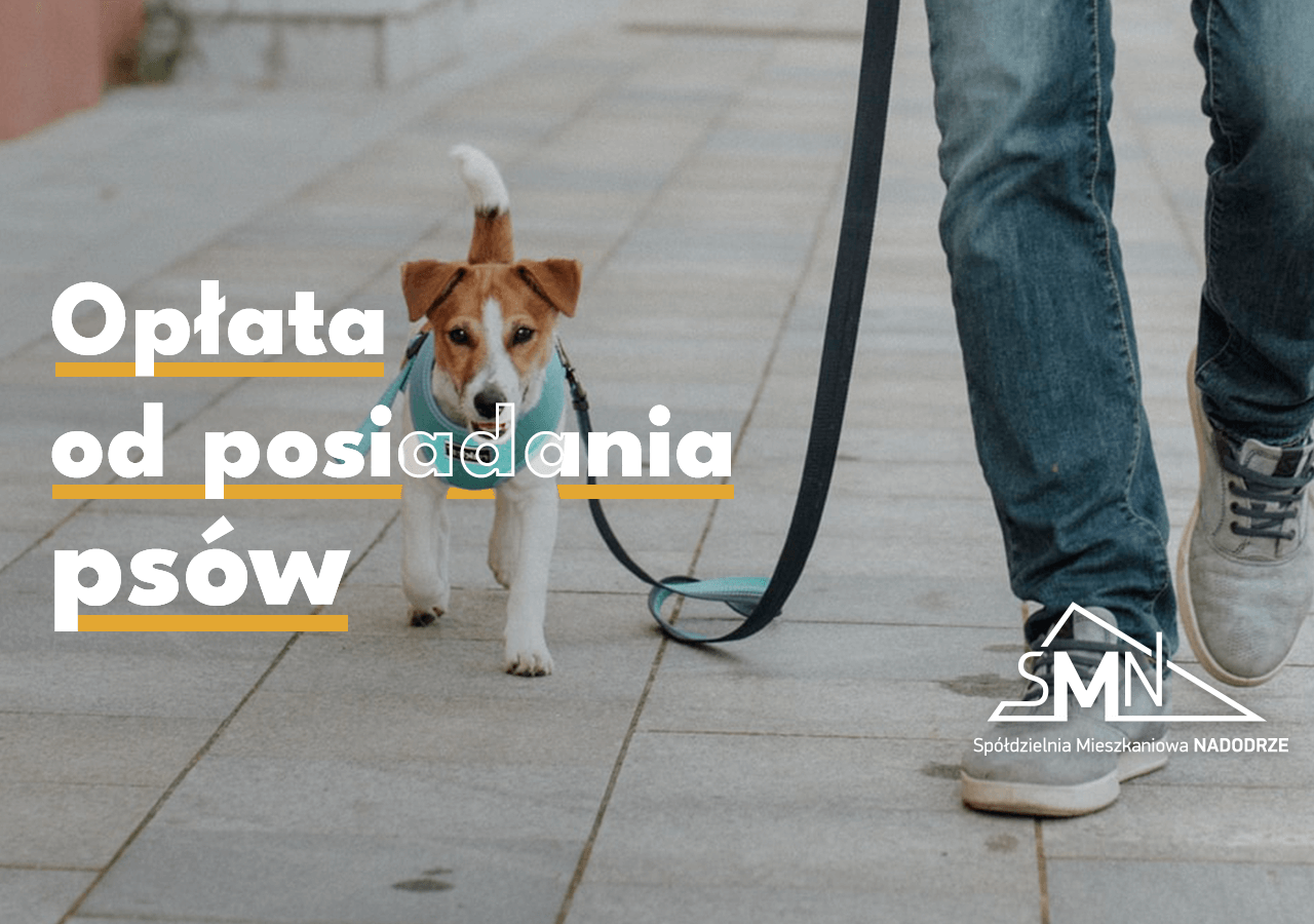 Dwie stawki opłaty od posiadania psów w Głogowie